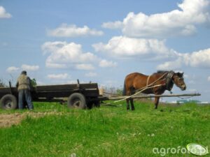 Koń z wozem: Rewolucja w transporcie, która zbudowała naszą cywilizację