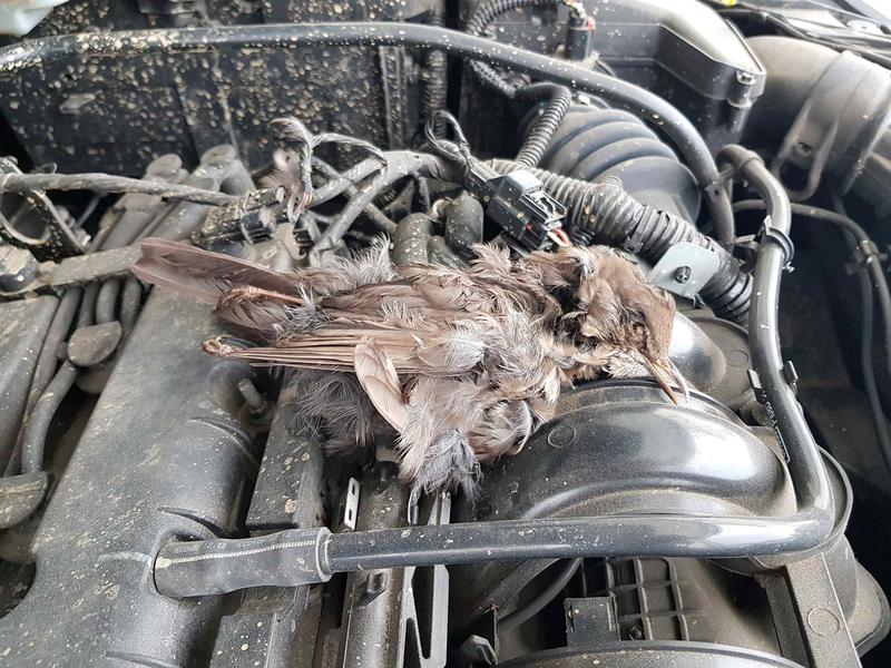 Konserwacja auta a szkody od kuny