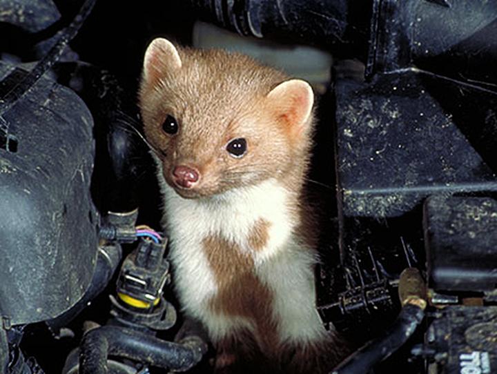 Ochrona przewodów i instalacji przed kuną