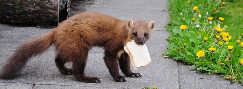 Odstraszanie kun w samochodzie