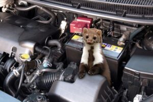 Skuteczne sposoby na pozbycie się kuny i uporczywego zapachu w samochodzie