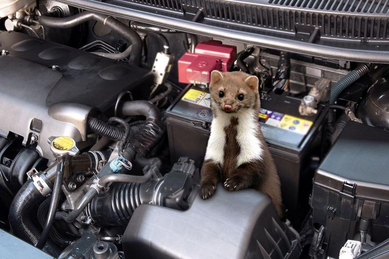 Skuteczne sposoby na pozbycie się kuny i uporczywego zapachu w samochodzie